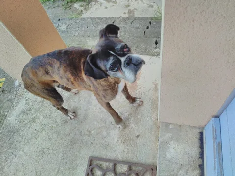Chien trouvé