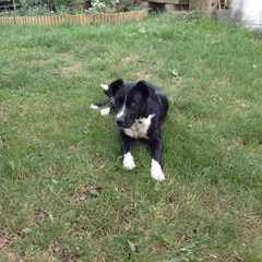 Chien trouvé Bearded Collie
