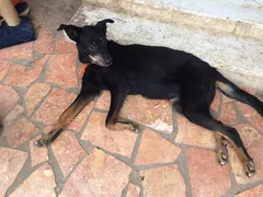Chien trouvé Beauceron