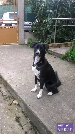 Chien perdu Border Collie