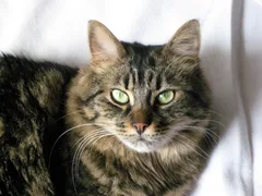 Chat perdu Européen