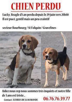 Chien perdu Beagle