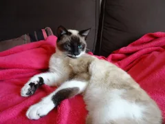 Chat perdu Siamois