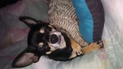 Chien perdu Chihuahua