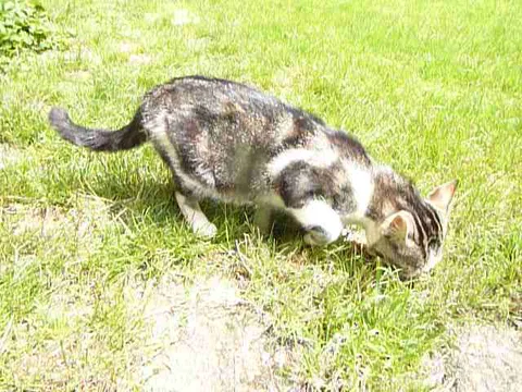 Chat trouvé