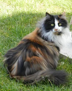 Chat perdu Croisé