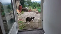 Chien trouvé Border Collie