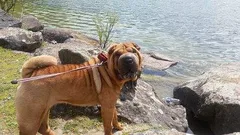Chien perdu Shar-Pei