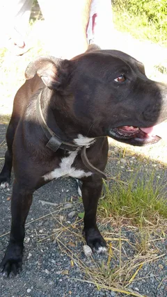 Chien trouvé American-Staffordshire-Terrier
