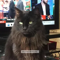Chat perdu Européen