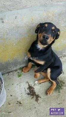Chien perdu Jack-Russell-Terrier