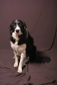 Chien perdu Border Collie