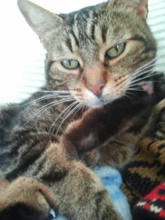 Chat perdu Chat Tigre