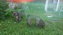 Chien trouvé Shitzu