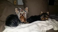 Chien perdu Yorkshire Terrier