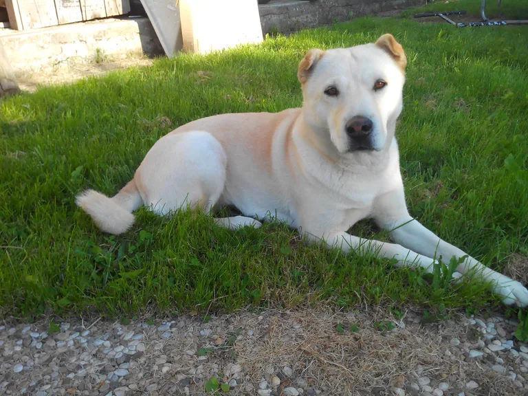 dolly