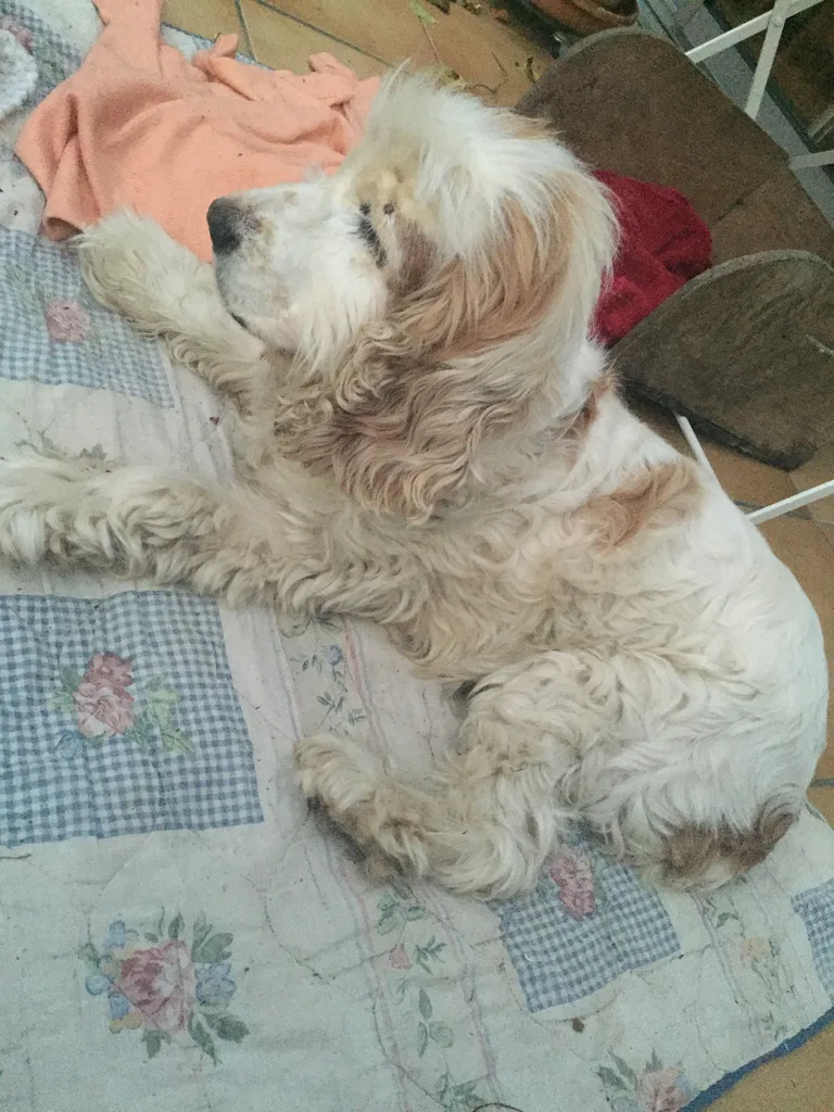 Chien trouvé