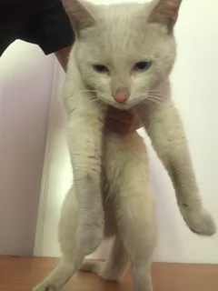 Chat trouvé Européen