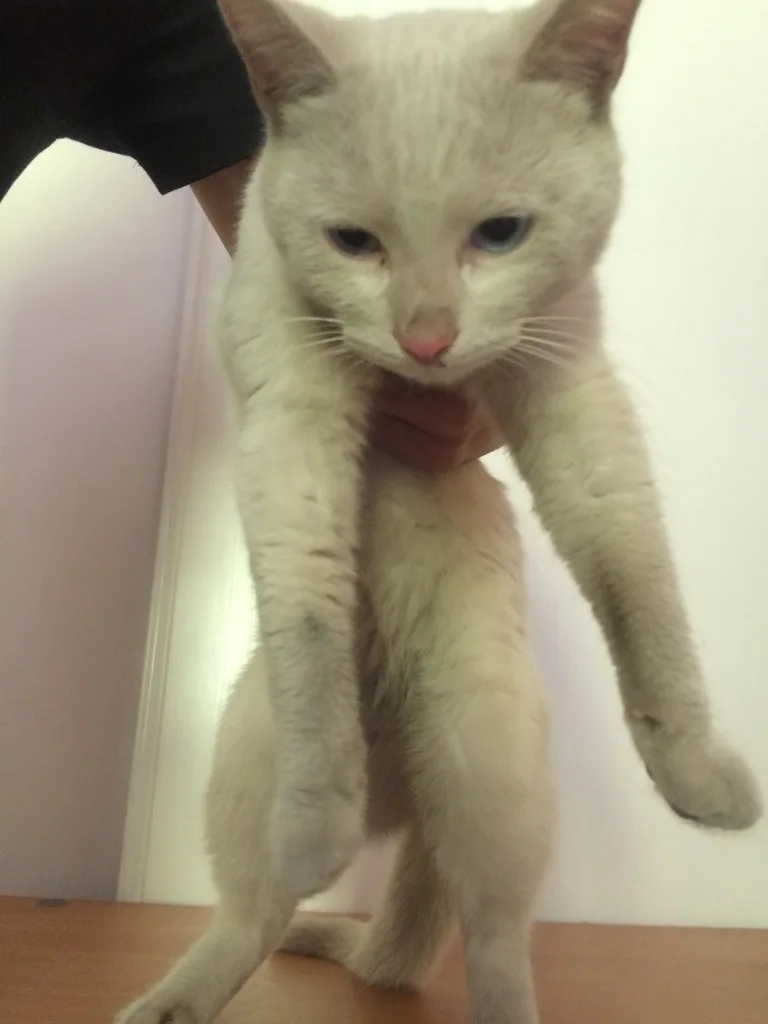 Chat trouvé
