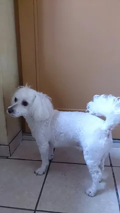 Chien perdu Bichon à poil frisé