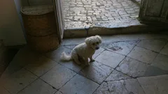 Chien perdu Bichon à poil frisé