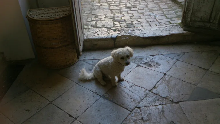 Pupuce