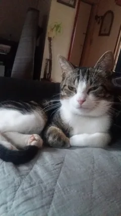 Chat perdu Chat Sauvage d'Europe
