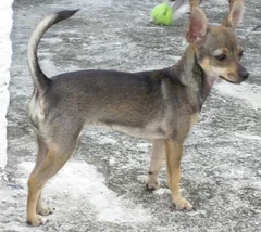 Chien perdu Chihuahua
