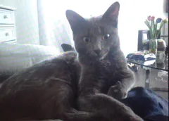 Chat perdu Chartreux