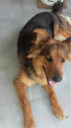 Chien trouvé Berger Belge
