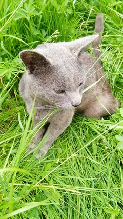Chat trouvé Européen