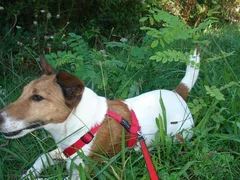 Chien perdu Fox-Terrier