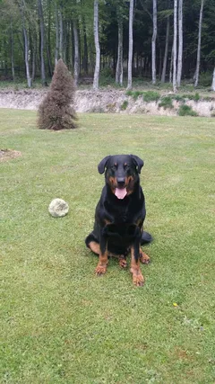 Chien perdu Beauceron