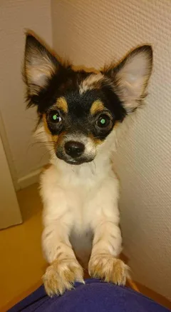 Chien perdu Chihuahua