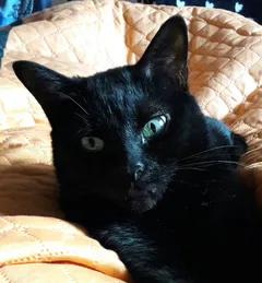 Chat perdu Croisé