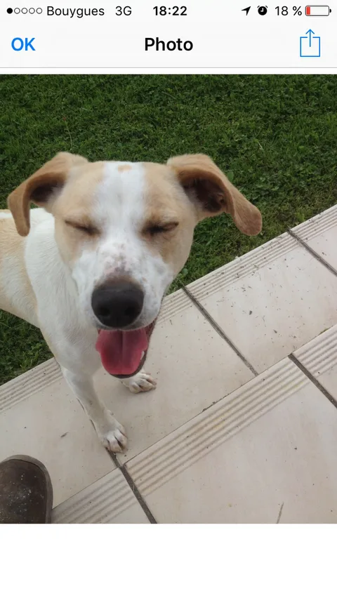 Chien trouvé