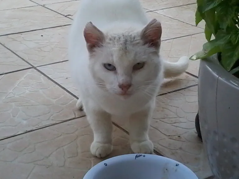 Chat trouvé