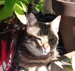Chat perdu Européen