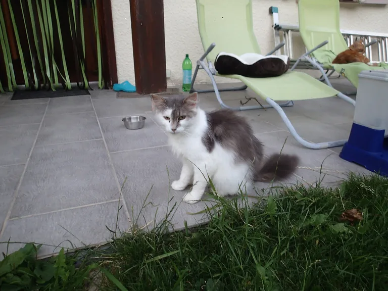 Chat trouvé