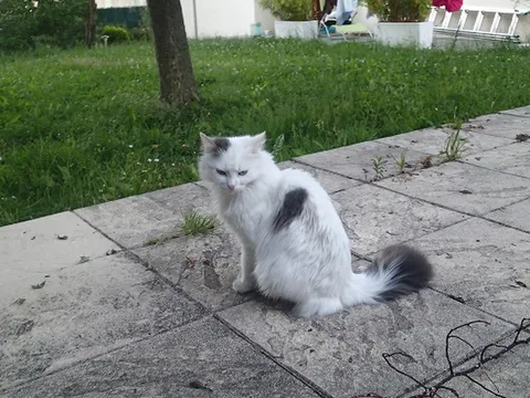 Chat trouvé