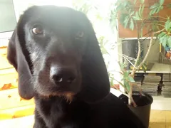 Chien perdu Labrador-Retriever