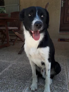 Chien trouvé Border Collie
