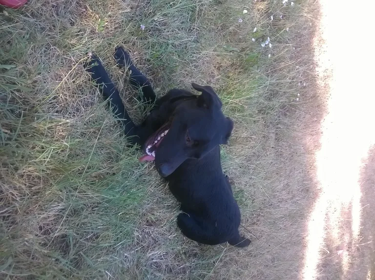 Chien trouvé