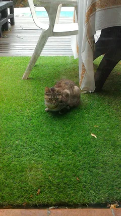 Chat trouvé Chat Sauvage d'Europe