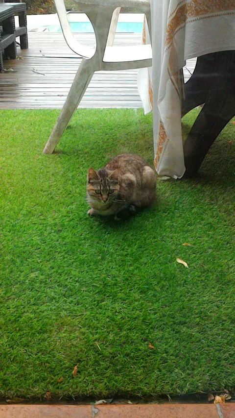 Chat trouvé
