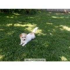 Chien perdu Ratier pragois