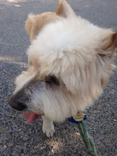 Chien trouvé Caniche