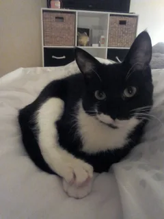 Chat perdu Européen
