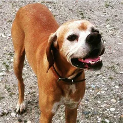 Chien perdu Pointer