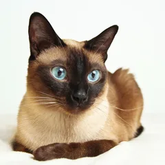 Chat perdu Siamois